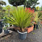 Juka obrovská (Yucca carnerosana) - výška 80-100 cm, kont. C20L